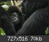 Hacer clic en la imagen para la versin completa

Nombre:  simios.jpg
Vistas: 267
Tamao:  70,3 KB (Kilobytes)
ID: 4316