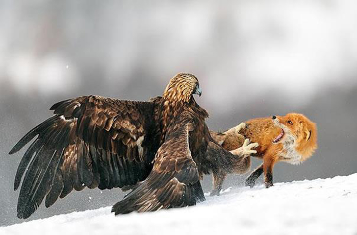 Aguila Real Vs Zorro - Una furiosa águila real clava sus garras sobre un  zorro intrépido que trató de pellizcar un poco de su comida. ¡Conmigo no te  metas!- le reclama el